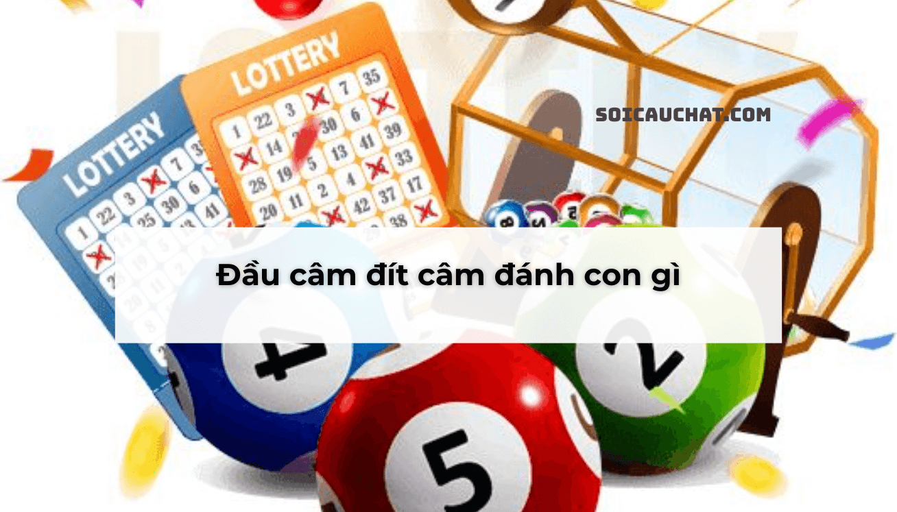 dau cam dit cam