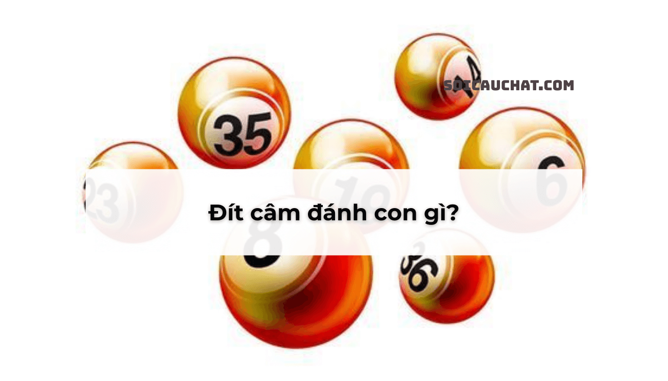dau dit cam danh con gi