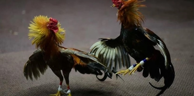 loi-ich-khi-lua-chon-top-nha-cai-da-ga-truc-tiep