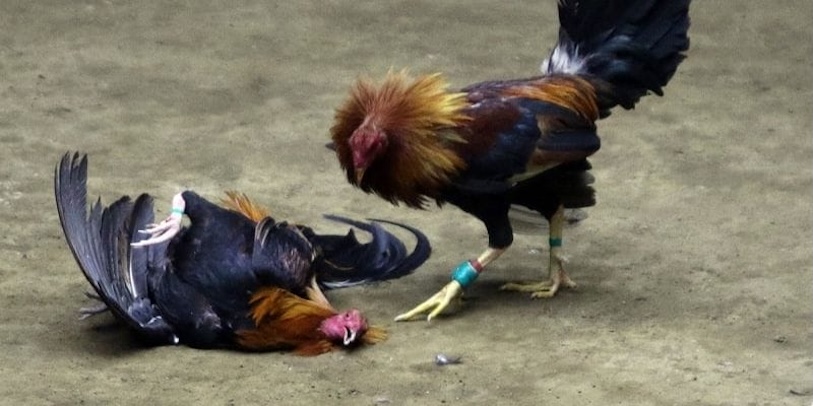 top-nha-cai-da-ga-truc-tiep-thomo-uy-tin